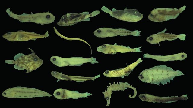 Research shows change in fish larvae due to warming waters