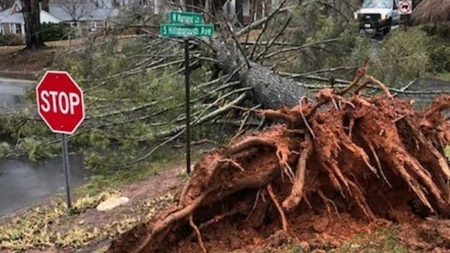 Large trees have fallen in parts of northern NC counties, weighted down by ice.