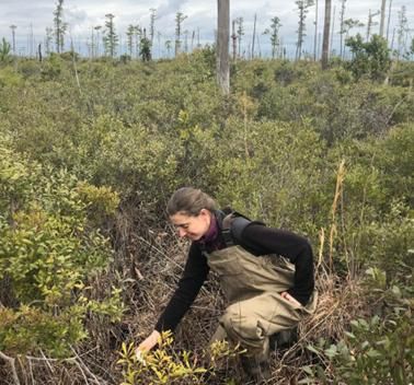 Ghost forests in eastern NC