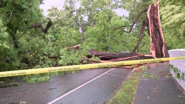 Fallen oak blocks road near Glenwood Avenue
