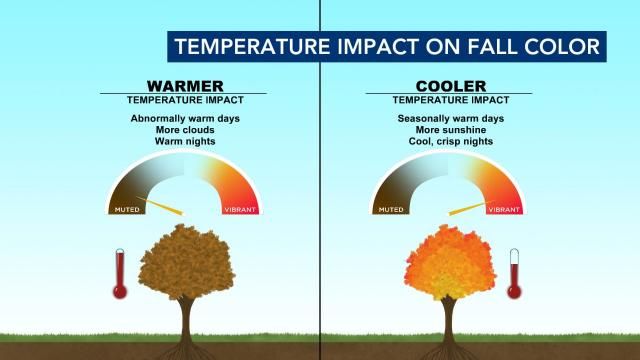 Temperature impacts on fall color in NC