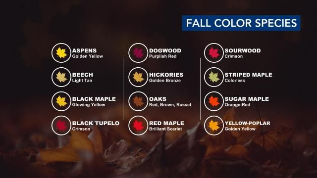 Fall color in NC: Fall color species