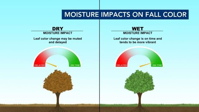 Moisture impacts on fall color in NC