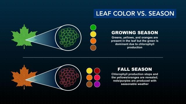 Fall color in NC: Leaf color vs. season