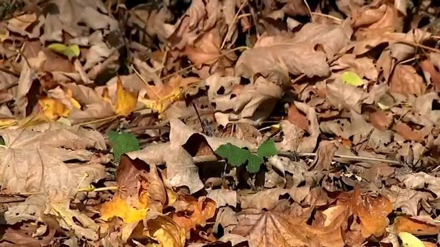 Climate change may be impacting fall foliage
