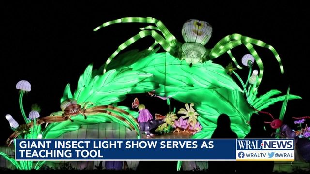 Larger than life light display showcases importance of insects