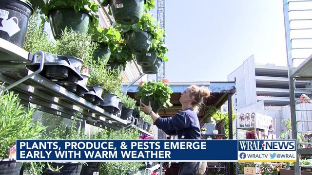 Plants, produce and pests emerge early with warm weather in central North Carolina