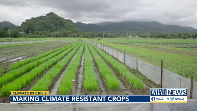 Researchers face pressure to modify crops under extreme weather