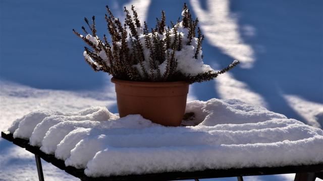 Plant in winter