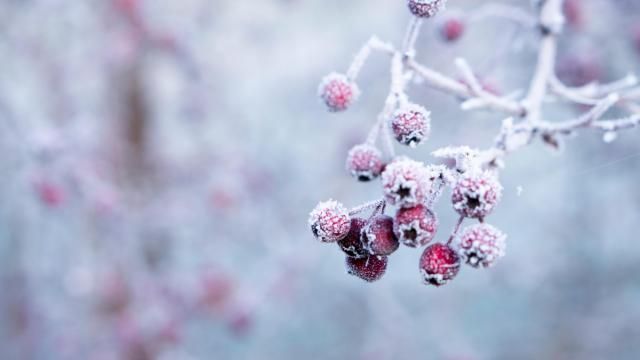 Frost