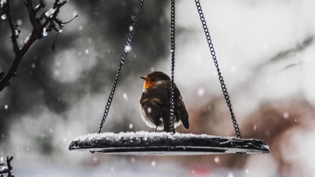Bird in winter
