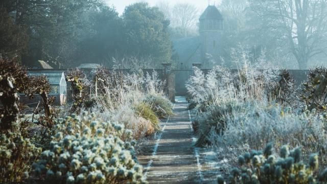 Garden in winter