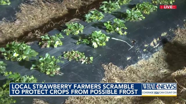 Farmers preparing for Monday morning frost advisory, freeze warnings