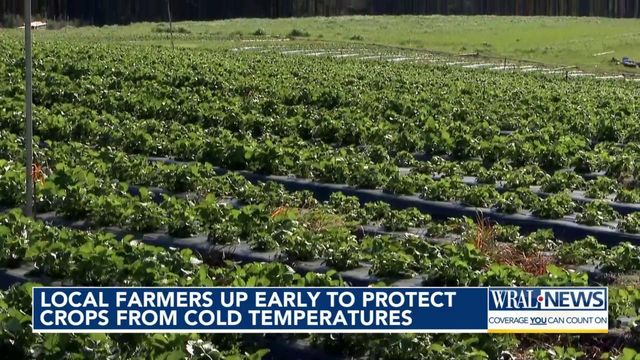 Local farmers up early to protect crops from cold temperatures