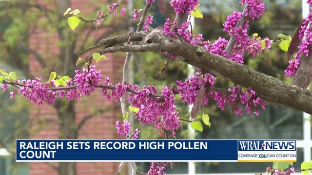 NC pollen count hits all-time high on Monday