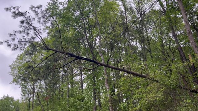 Tree falls on Gorman Street in Raleigh, bringing down powerline 