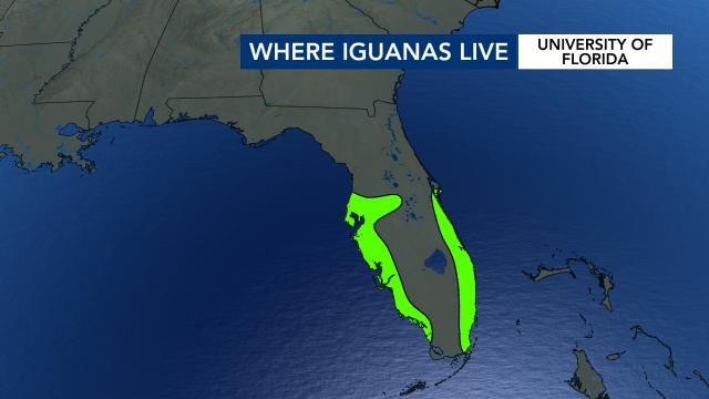 Where iguanas live in Florida, according to UF