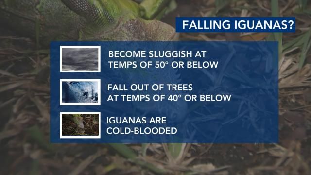 When do iguanas typically become sluggish/fall out of trees?