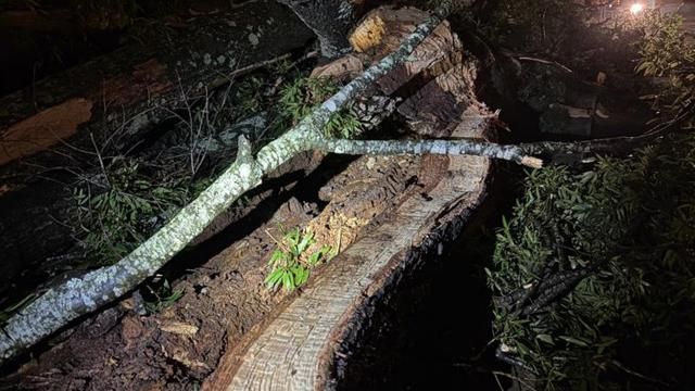 A lightning strike cut a tree in half on Pogue Street in Raleigh overnight, knocking out power to hundreds. The power has since been restored. 
