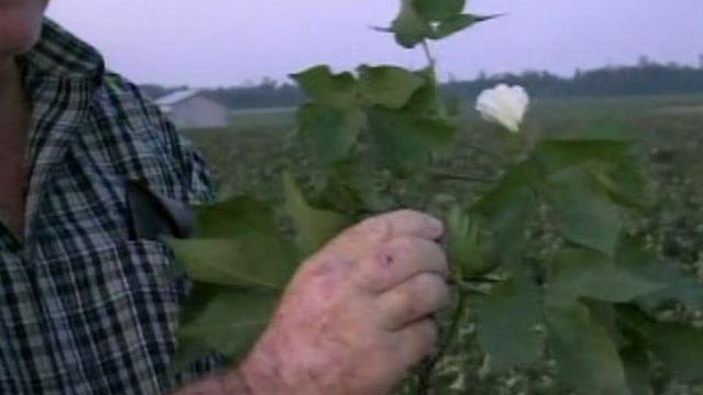 Wilson County farmer tallies crop damage