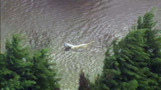 Sky 5: Dog swims through floodwaters in Edgecombe County