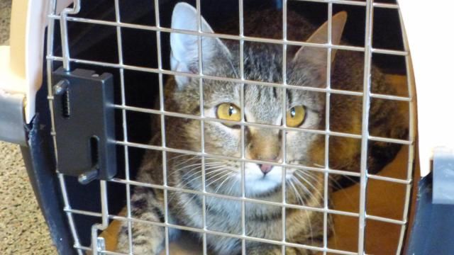 Raleigh rescue in urgent need of adopters after 'Irma' cats arrive