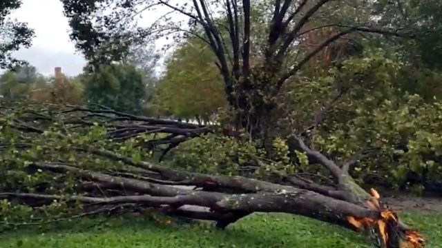 Trees down in Elm City
