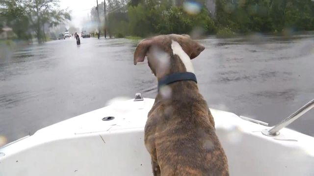 Raw: Jacksonville men rescue pets left behind to riding floodwaters