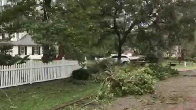 Trees down in Morehead City