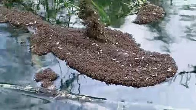 Yikes! Fire ants cluster on floodwaters to survive