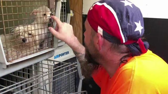 'Taking their last breaths:' Groups rescue animals left to die in Florence floodwaters