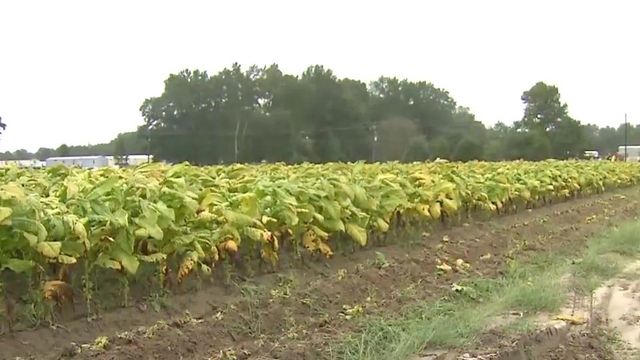 Farmers suffer substantial losses after Florence 