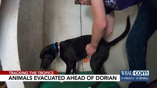 Wake SPCA takes in SC dogs as Hurricane Dorian approaches