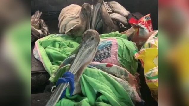 Raw: Pelicans rescued from Hurricane Dorian's winds ride to safety