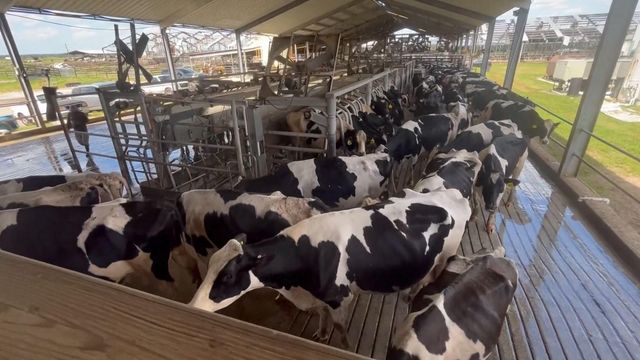 250 cows killed at dairy farm during Hurricane Ian