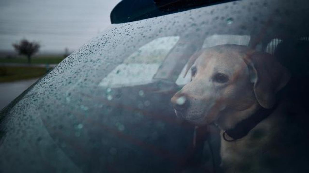 Pets, severe weather