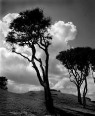 Trees and Clouds