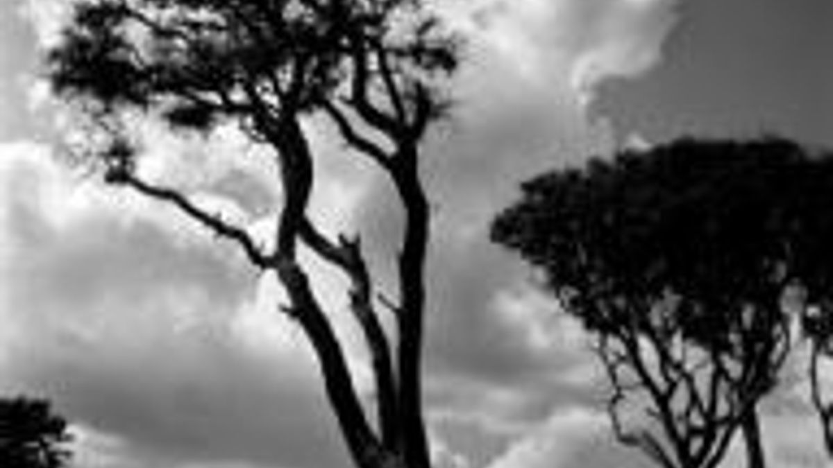 Trees and Clouds