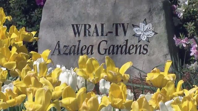 Azaleas begin to bloom in WRAL gardens