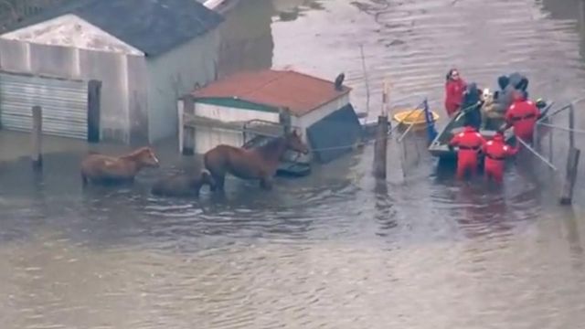 Have you seen this video? Horses rescued from flooding, 30-car pileup