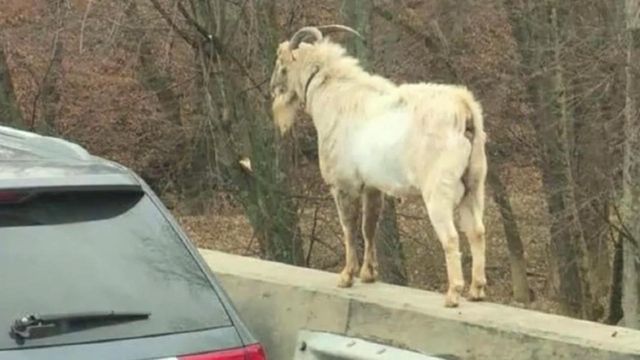 Have you seen this video? High-wire act, goat lives near highway