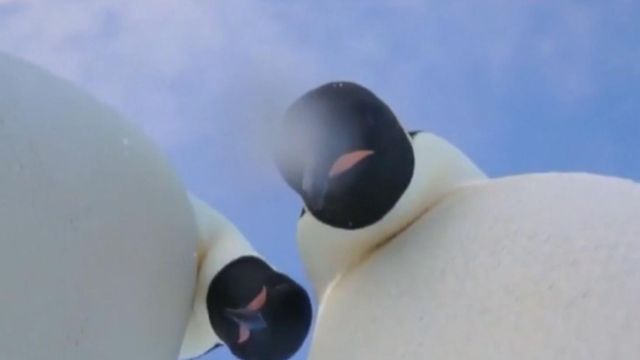Have you seen this video? Penguin selfie, pizza assault