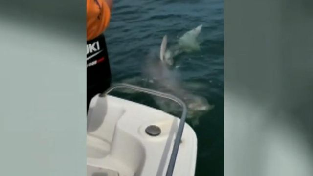 Have you seen this video? Great white shark lurks near boat