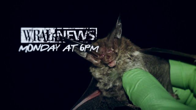 Bat blitz: Tracking a vital species after dark in North Carolina's swamps