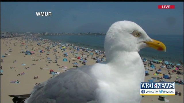 Bird sits in front of Hampton Beach live camera