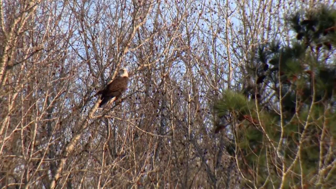 Tar Heel Traveler: Moncure Bald Eagles