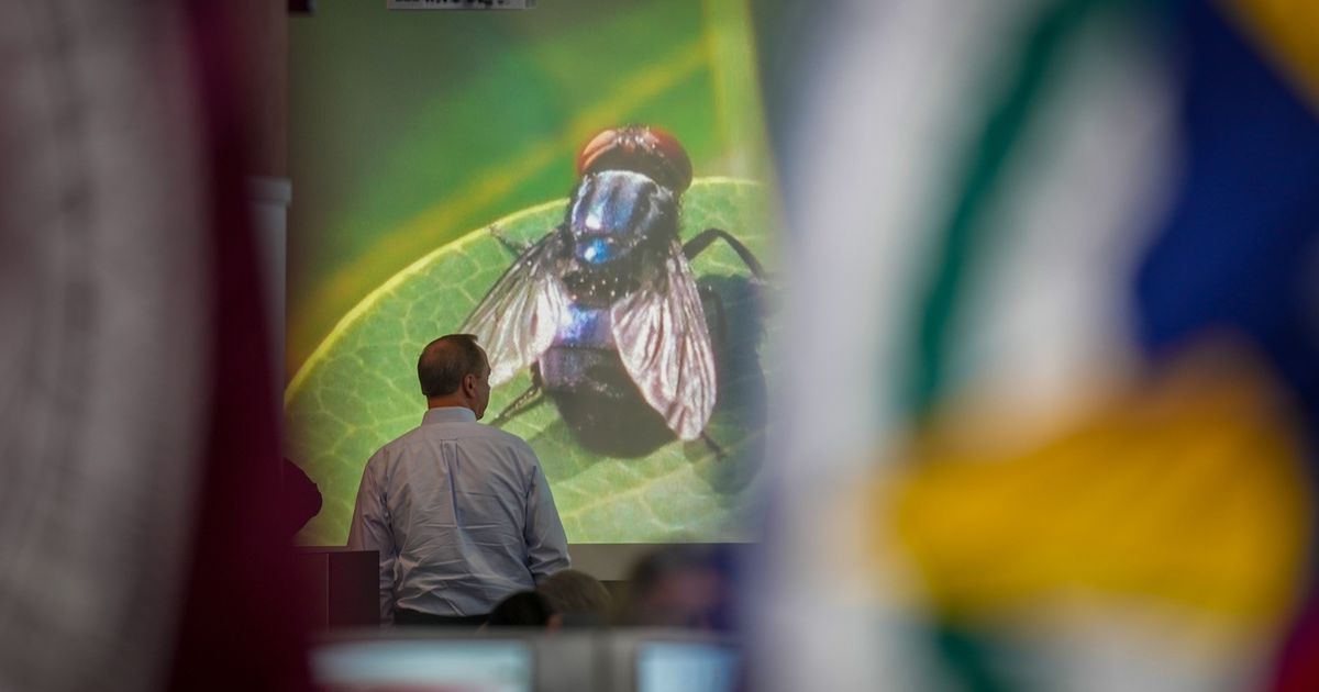 Texas governor wants to speed up work on a fly-breeding factory to fight a cattle parasite