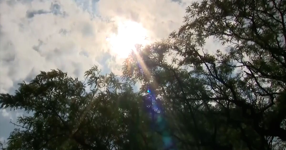 Dog hanged trying to escape hot car; woman charged with animal cruelty ...