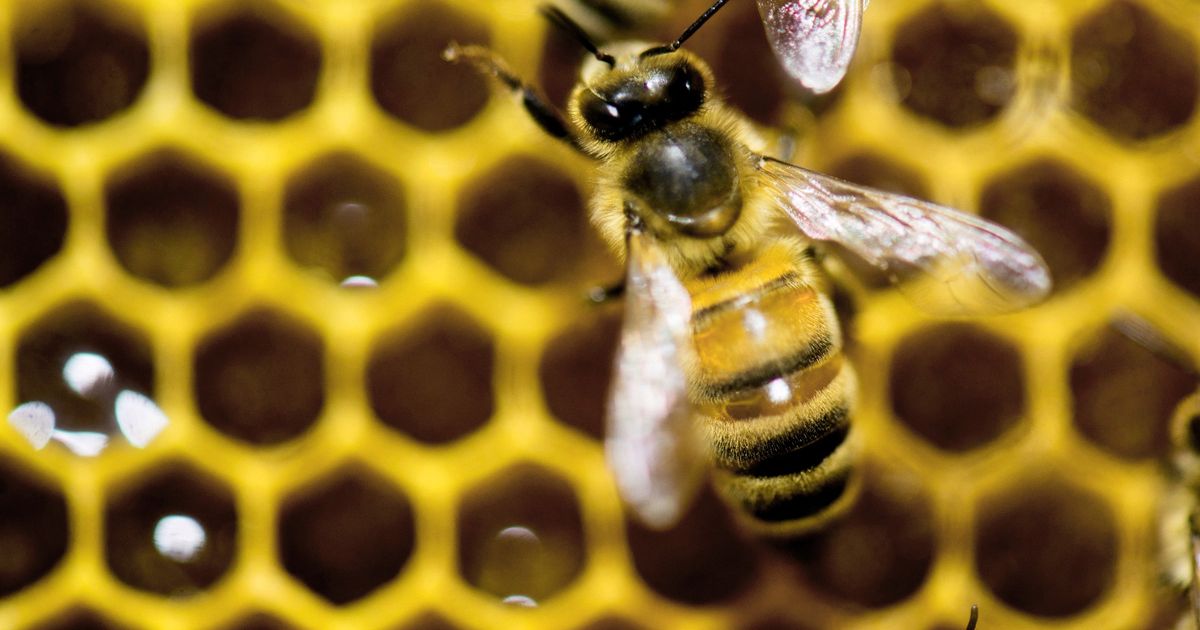 A diet of royal jelly isn't the only thing that makes a queen bee