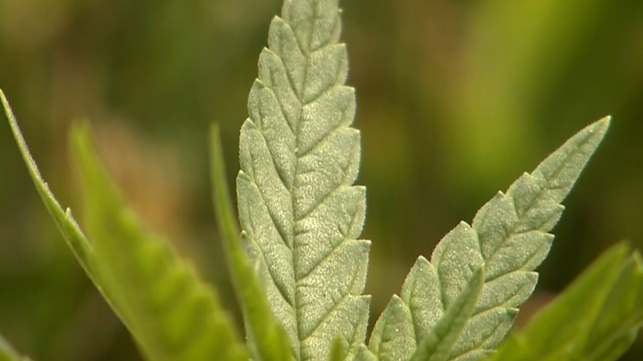 wral.com - Caroline Yaffa, WRAL state government reporter - NC lawmakers revisit marijuana policy as Trump reclassifies drug